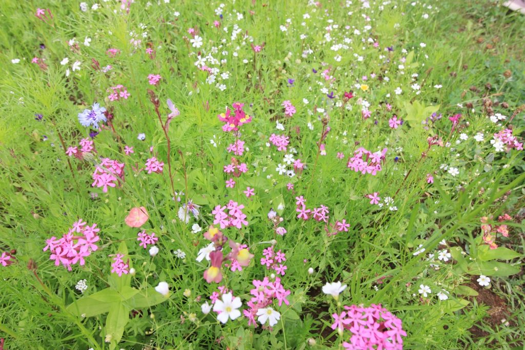 Blumen Blühwiese