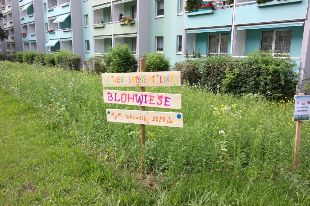 Blühwiese in der Irkutsker Straße 