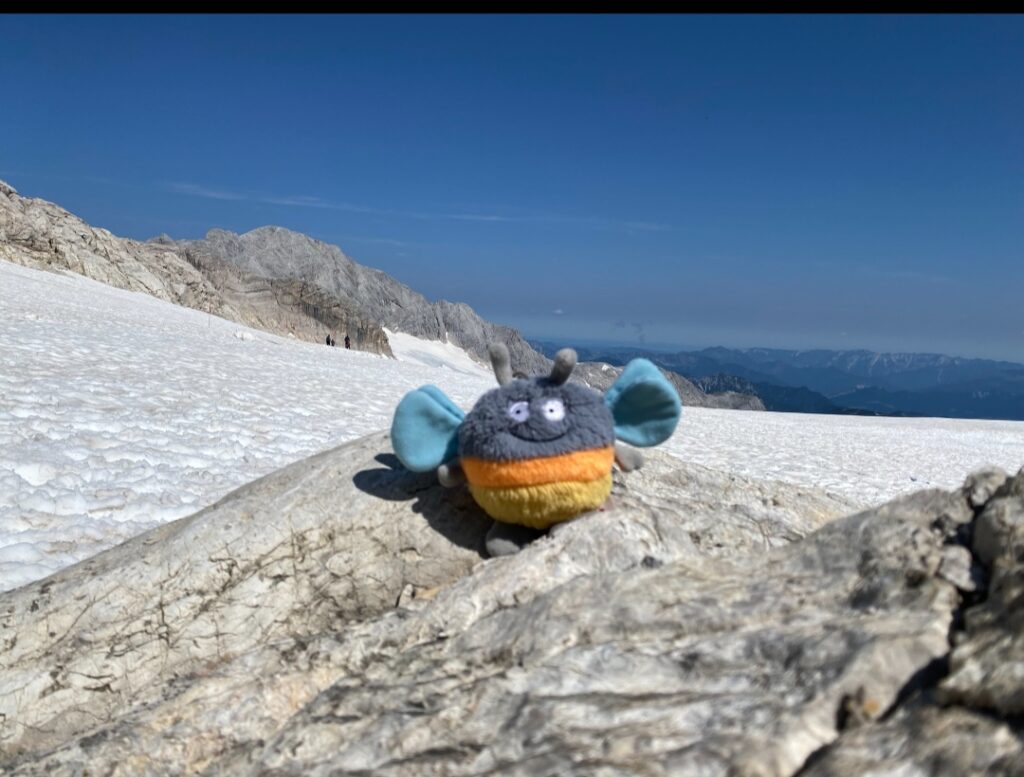 Hummel am Dachstein